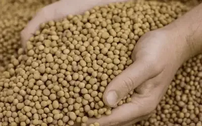 Agronegócios | Soja - SOJA E TRIGO: confira os preços dos grãos nesta quarta-feira (12)