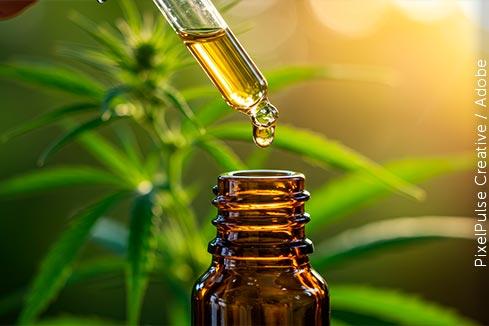 Destaque - Os precedentes cíveis e penais do STJ sobre o uso medicinal da cannabis