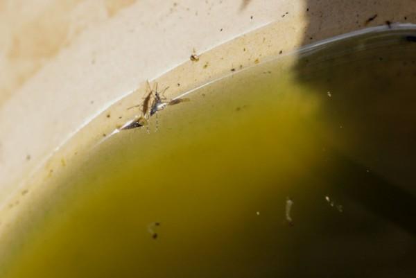 Geral - Porto Velho vai usar tecnologia de mosquitos que ajudam a combater a dengue