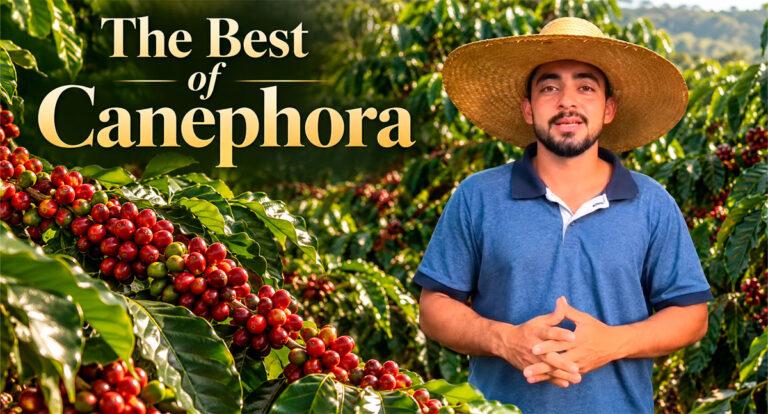 Agro- VÍDEO - Café de Nova Mamoré está entre os 25 finalistas de concurso