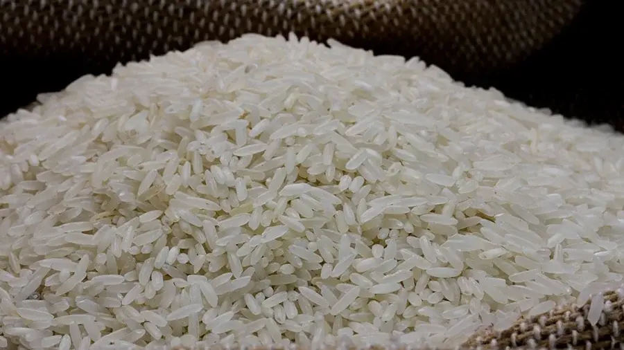 Agronegócio - Disputa por arroz aumenta e saca chega perto de R$ 90 no RS