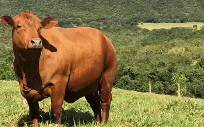 Agronegócios | Boi Gordo - Boi gordo e carnes de frango registram alta nesta quarta-feira
