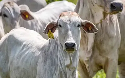 Agronegócios | Boi Gordo Boi gordo hoje: confira cotações para esta quinta-feira (3)