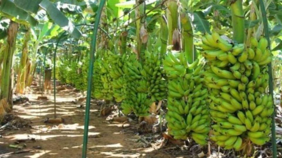 Diário da Amazônia - Produção agropecuária chega a R$ 30,2 bilhões, mas pecuária e leite perdem força