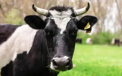 Agronegócios | Boi Gordo- Boi gordo, frango e suíno: confira cotações para esta terça-feira (20)