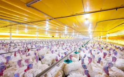 Agronegócios | Comércio Exterior-  Após confirmação de surto, países suspendem compras de aves brasileiras