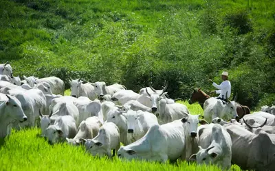Agronegócios | Produtor Rural - Rebanho bovino recua, mas exportações de carne batem recorde em 2025