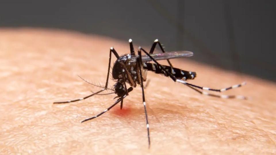 Queda nos casos de dengue não significa que Porto Velho esteja fora de risco
