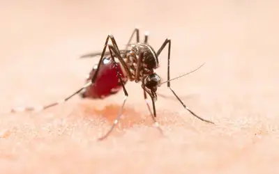 Saúde | Arboviroses - Dengue: casos prováveis caem 70% no Brasil em 2026