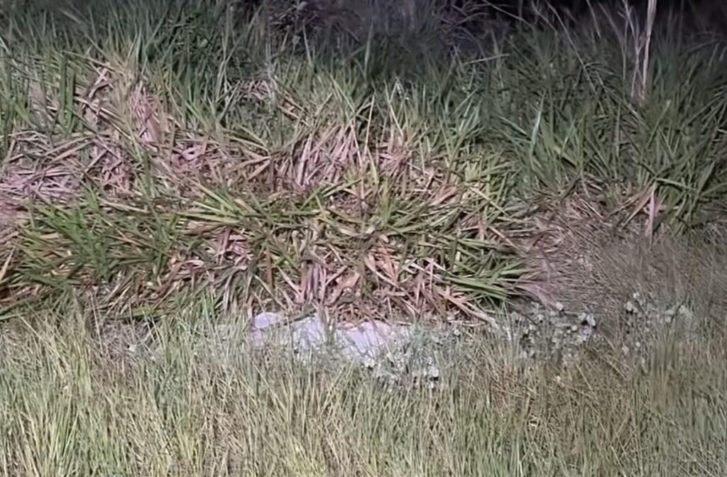 VÍDEO - Polícia encontra corpo enrolado em lençol durante buscas por jovem desaparecido em MT; vídeo