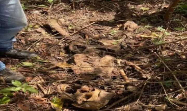 Plantão de Polícia - Homem encontra ossada humana enquanto procurava casca de árvore em mata no interior de Rondônia