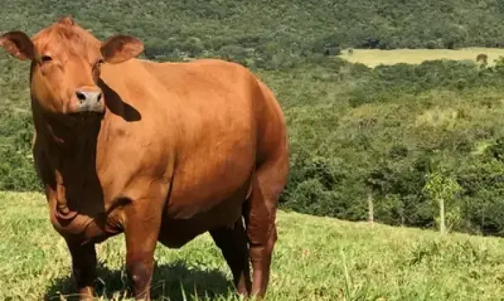 Agronegócios | Boi Gordo - Boi gordo sobe 0,37% em São Paulo; frango mantém preços estáveis